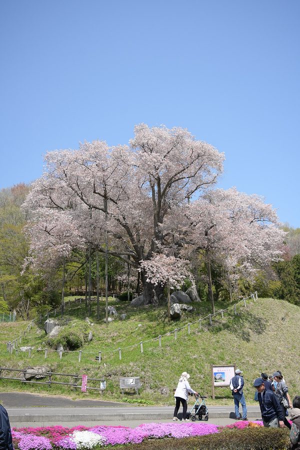 越代のサクラ