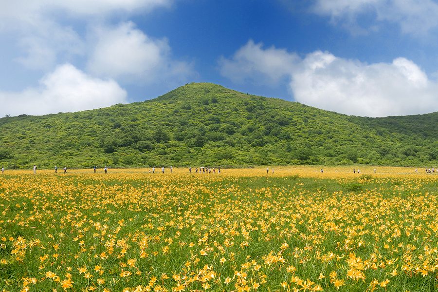 雄国沼のニッコウキスゲ群生地