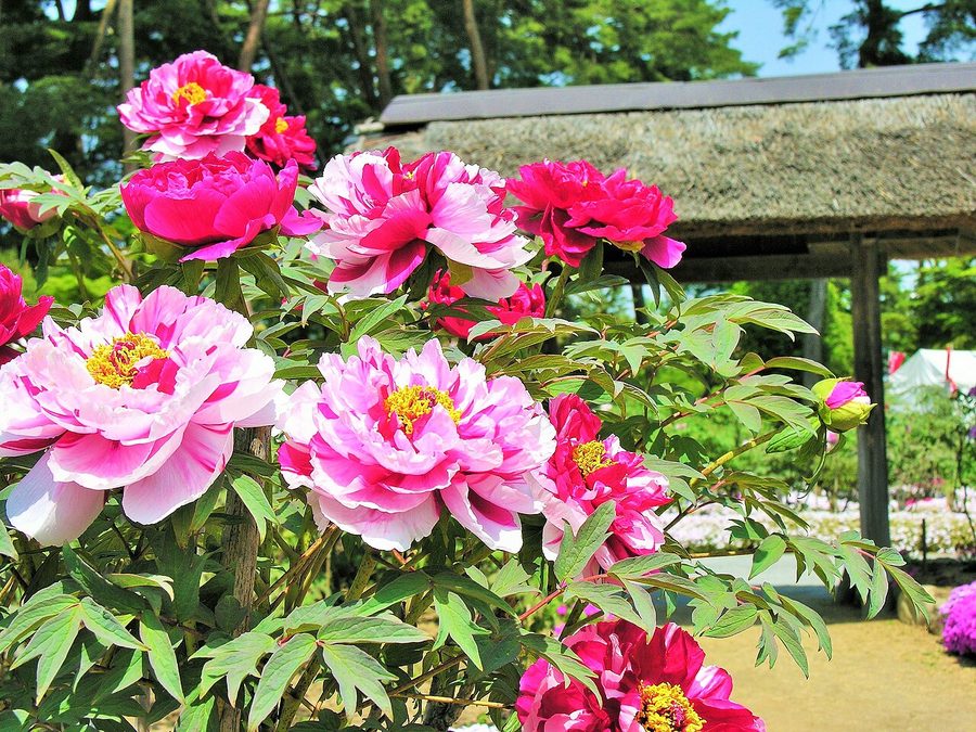 須賀川牡丹園の牡丹