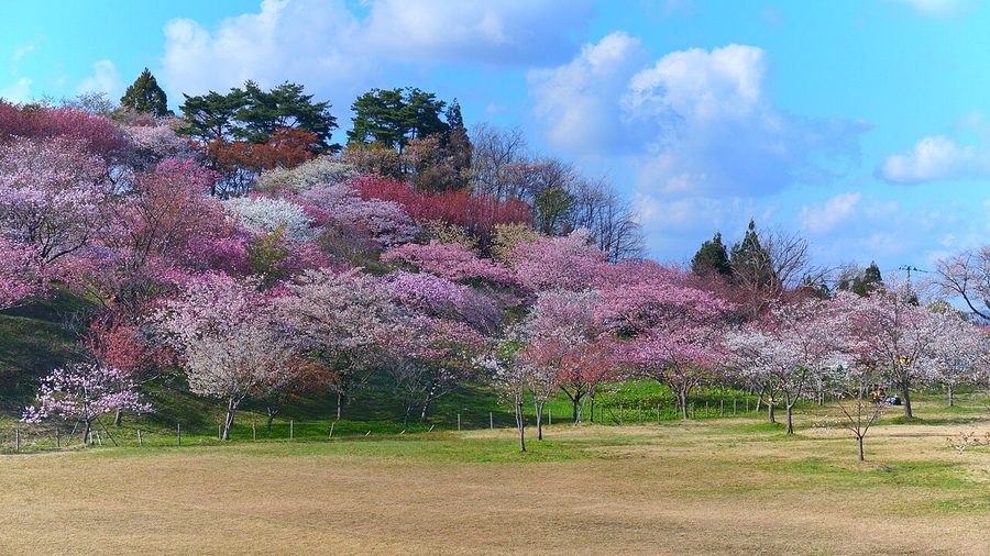 日本国花苑の桜