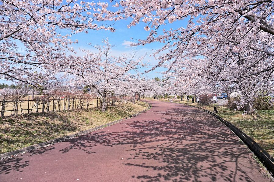 大潟村多目的運動広場「ポルダープレーンおおがた」の桜並木