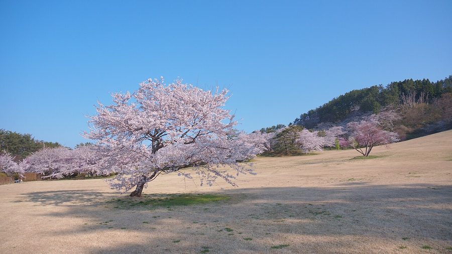 御所の台ふれあいパークの桜