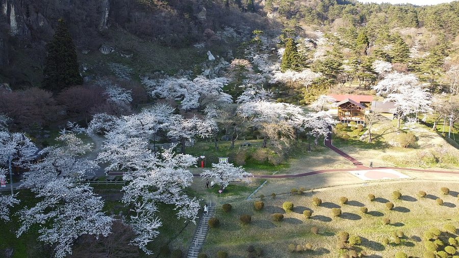きみまち阪の桜