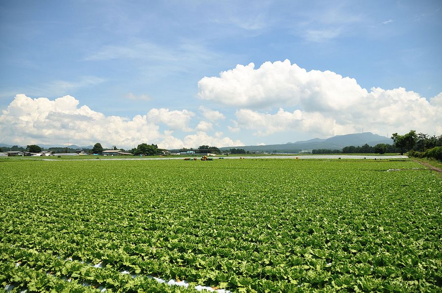 赤城山を望むレタス畑