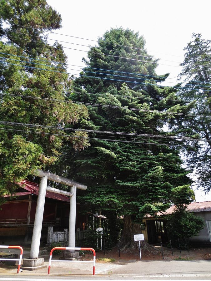 黒髪山神社のモミ