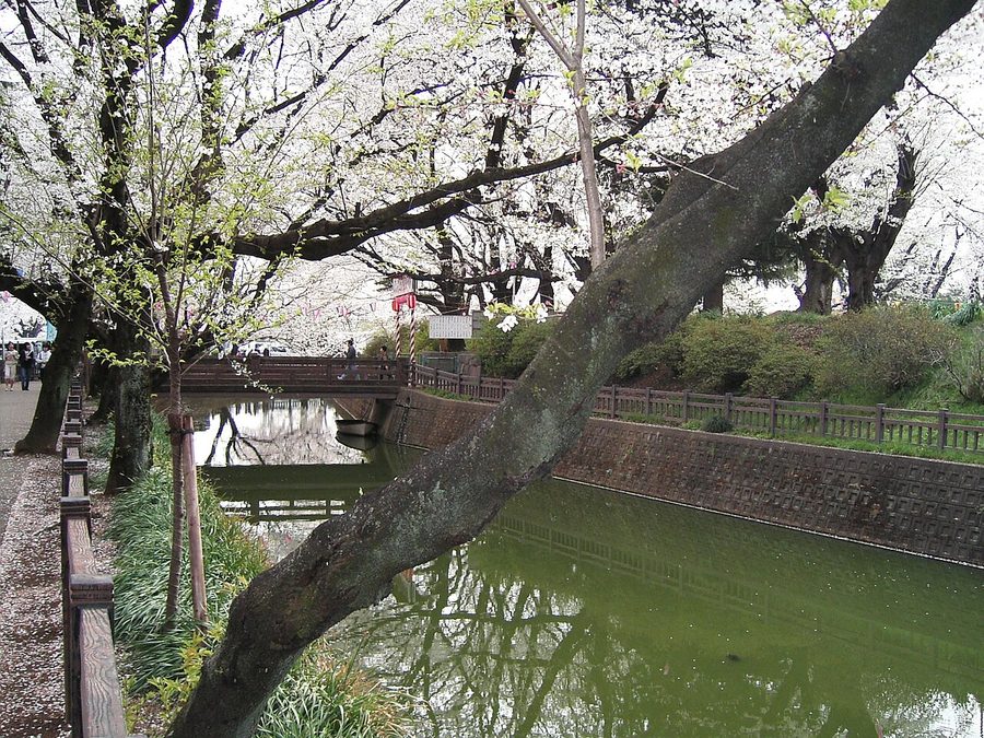 小泉城跡の堀
