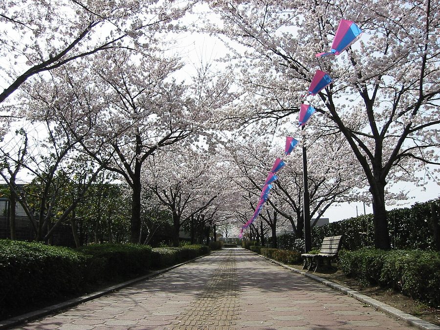 町内の桜並木の遊歩道