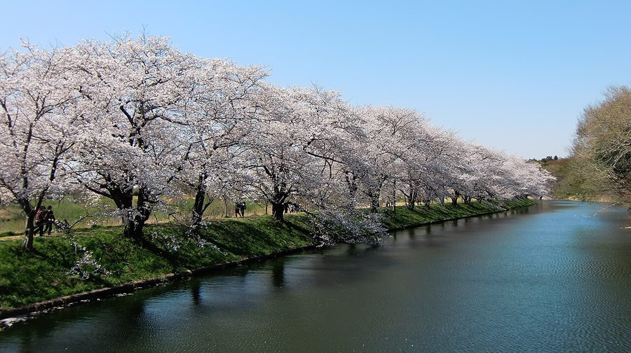 福岡堰さくら公園の桜