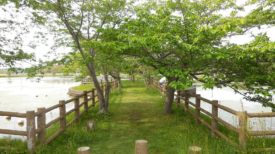 守谷沼の散策路