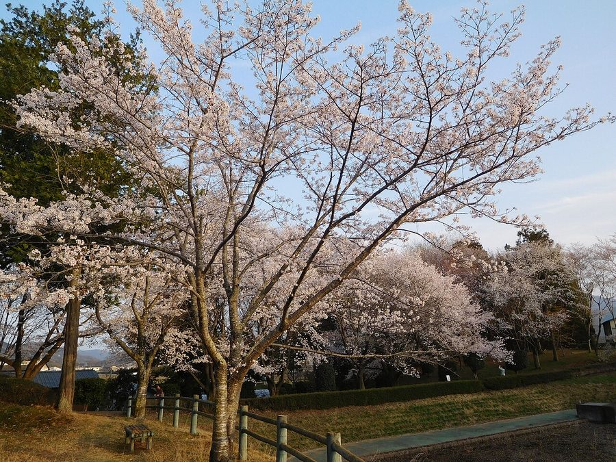 磯部桜川公園の桜