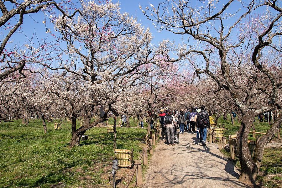 偕楽園の梅林