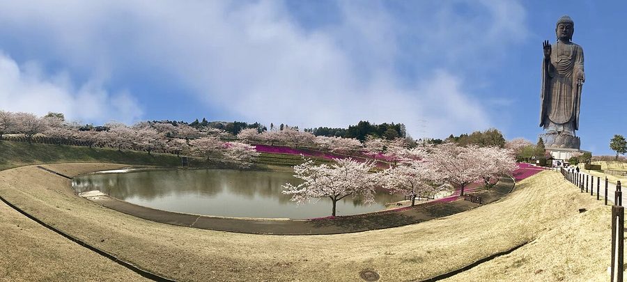 桜と池ごしに望む牛久大仏
