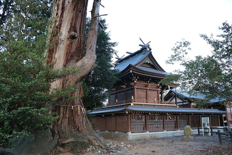 安良川の爺スギ