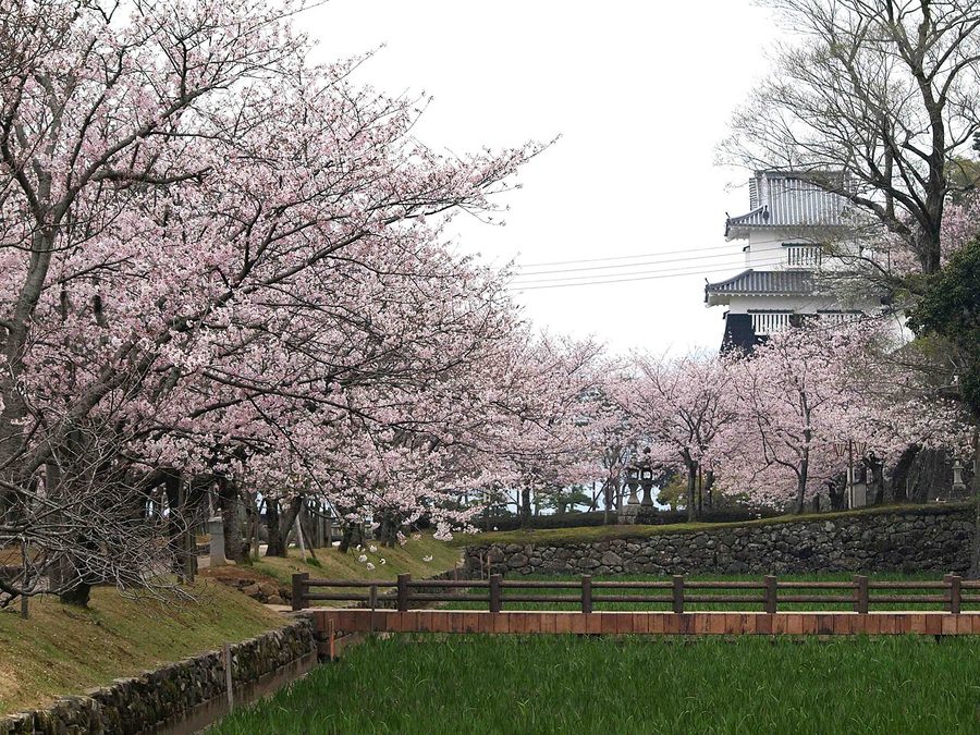 大村公園の桜と玖島城の櫓