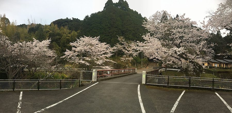 桜並木と橋