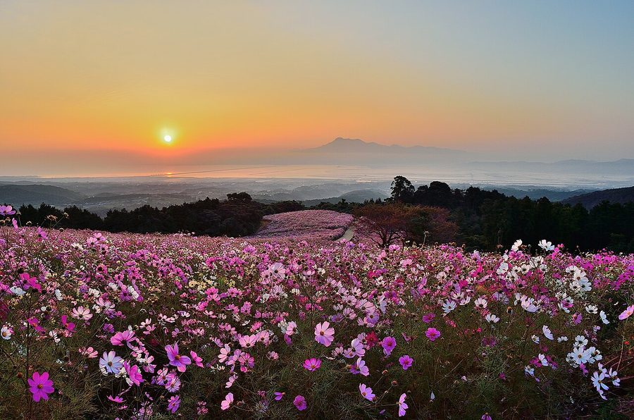 白木峰高原のコスモス畑と朝日