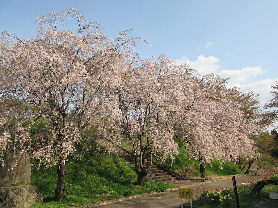大草城址公園の桜