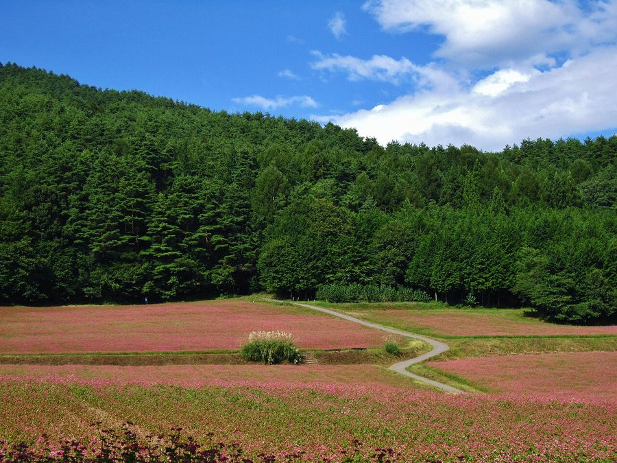 赤そばの里