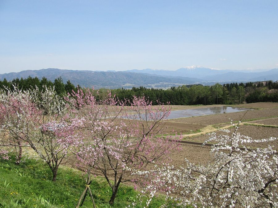 花桃と町内の風景