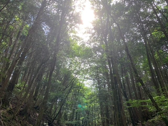 アテビ平小鳥の森