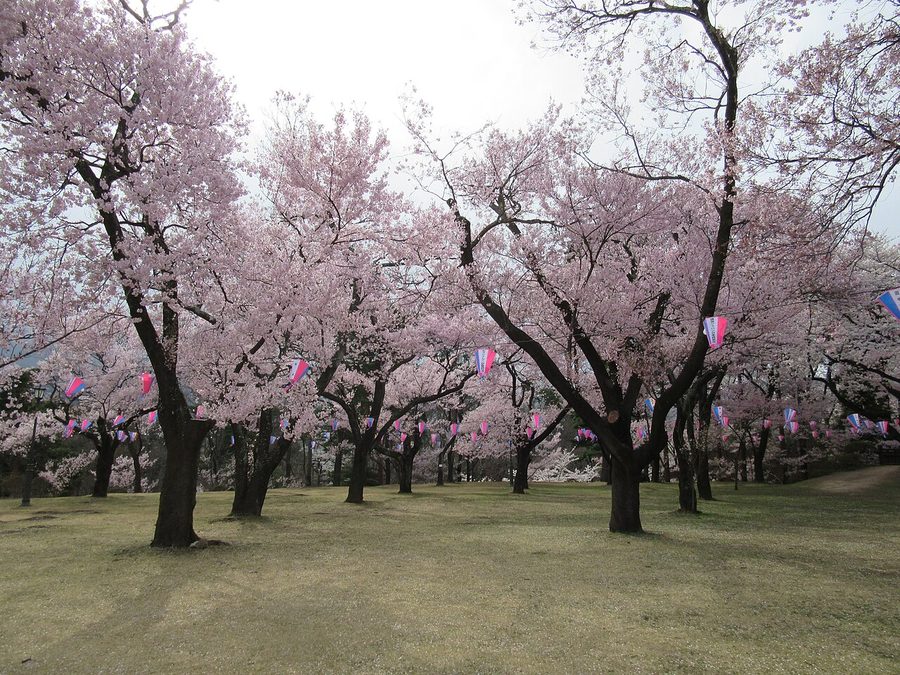 春日城址公園の桜並木