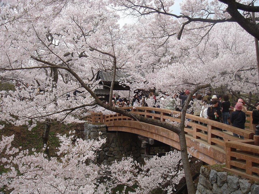 高遠城址公園のコヒガンザクラ