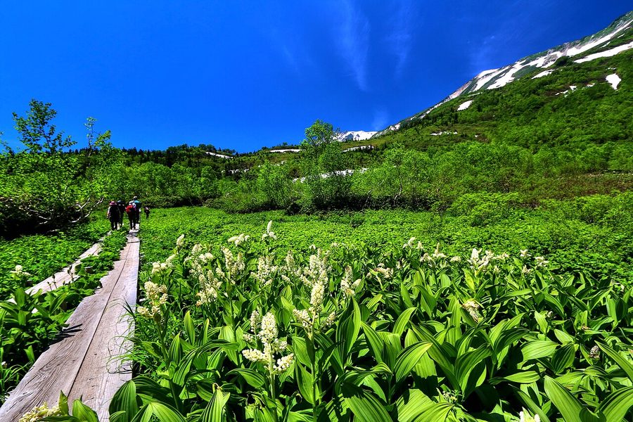 栂池自然園の木道と高山植物