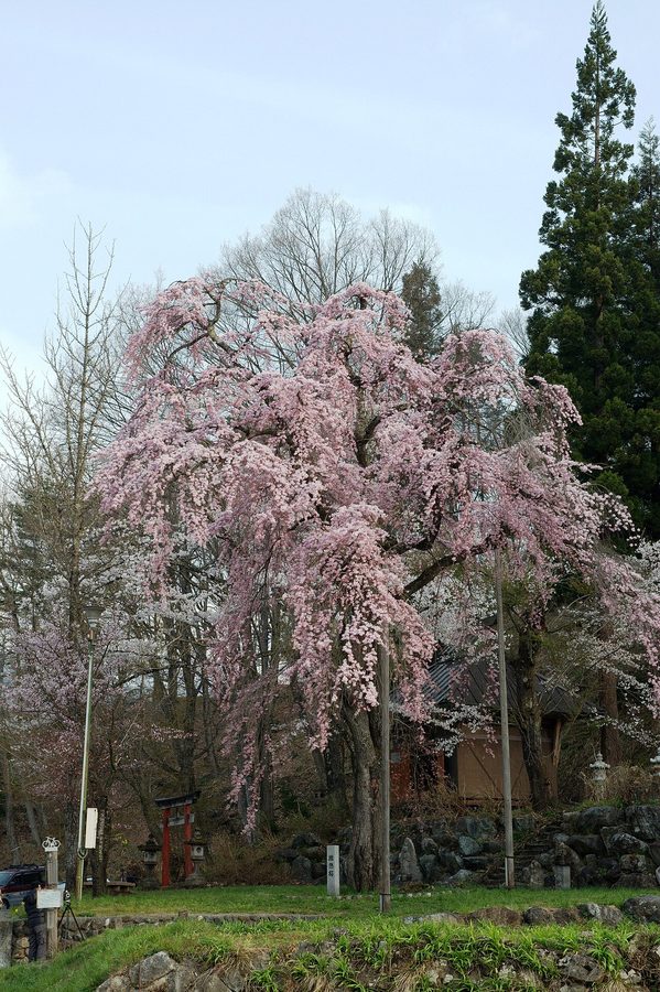 徹然桜