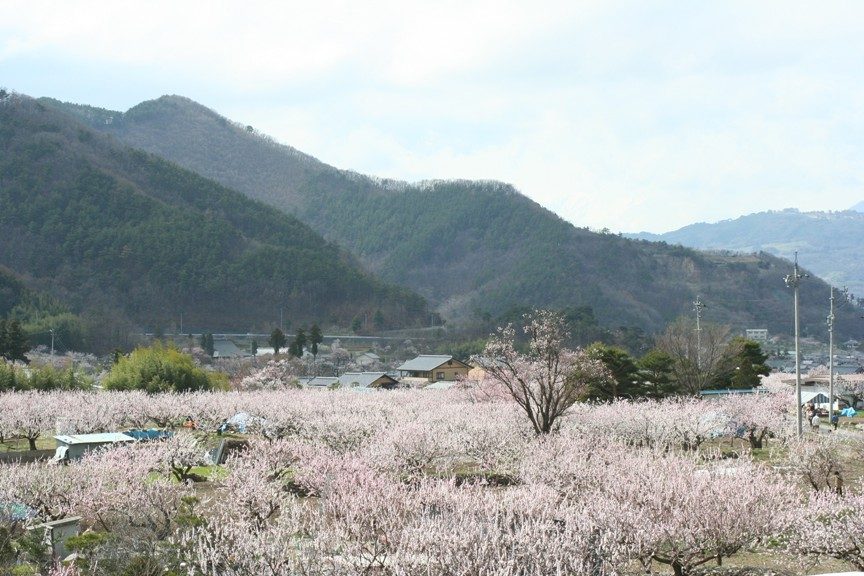 あんずの里の杏の花