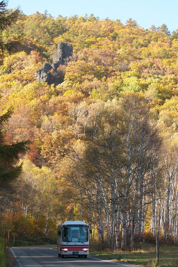 国道299号、八千穂高原の紅葉と白樺林