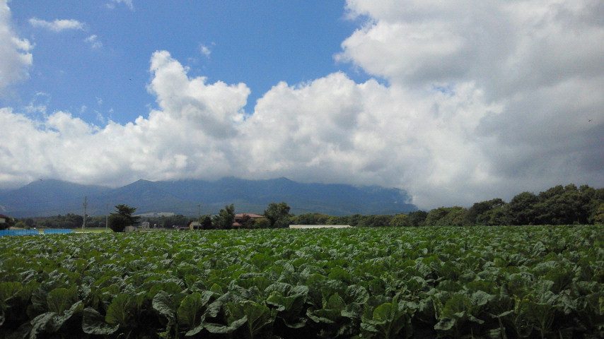 村内の高原野菜畑