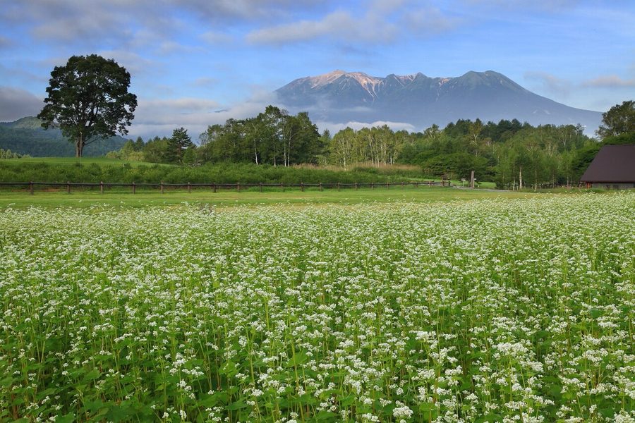 ソバ畑と御嶽山