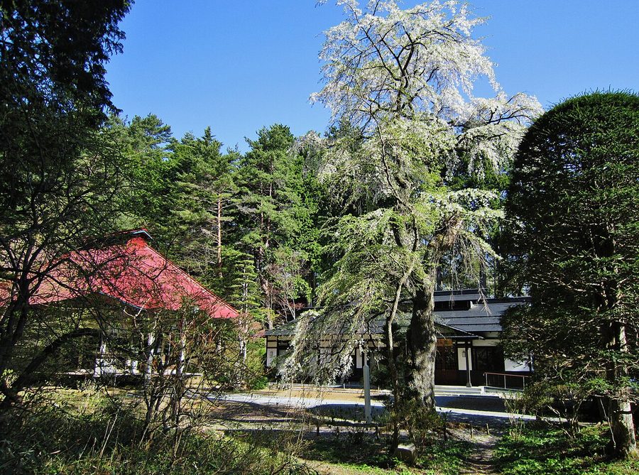 清水寺（山形村）のシダレザクラ（行基桜）