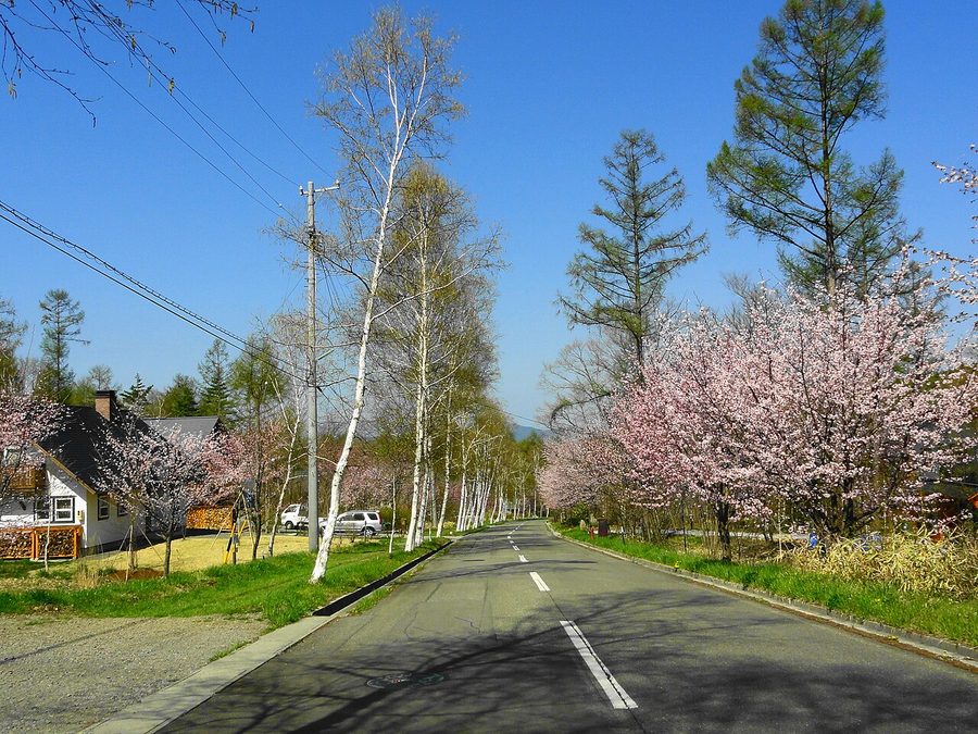 白樺と桜が並木になっている原村の通り
