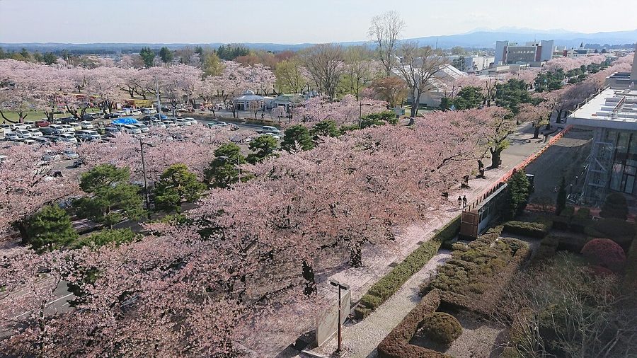 官庁街通りの桜並木