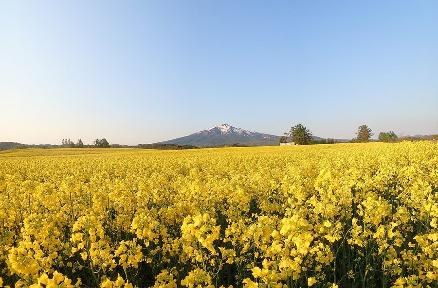 菜の花畑と岩木山
