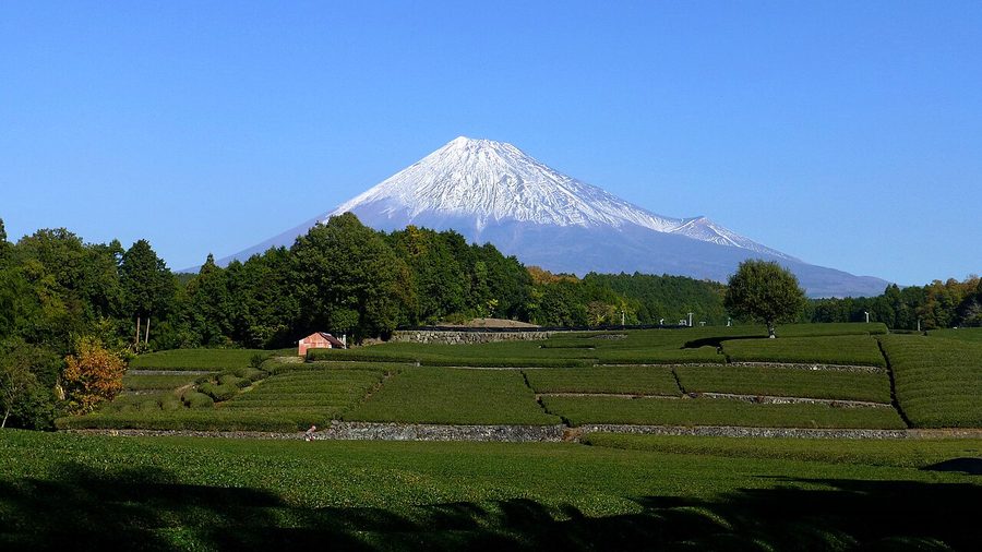 茶畑越しに望む富士山