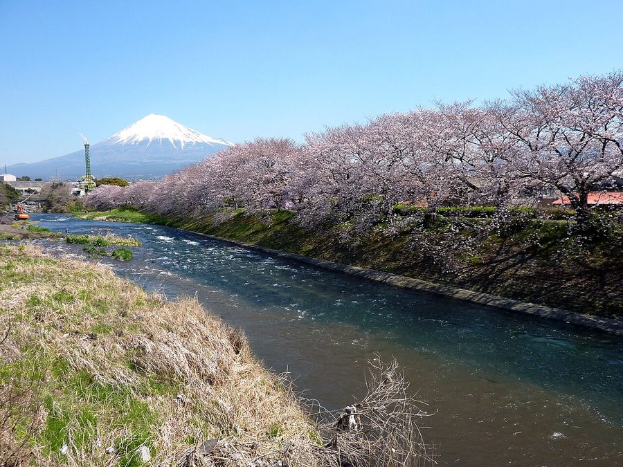 潤井川沿いの桜並木と富士山