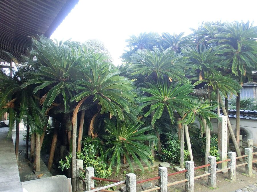 能満寺のソテツ