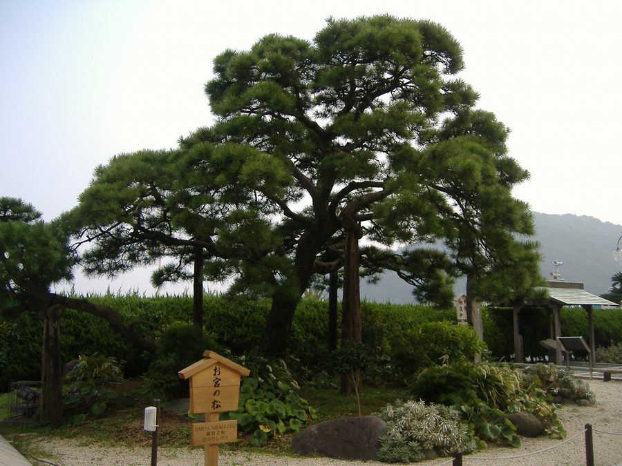 お宮の松