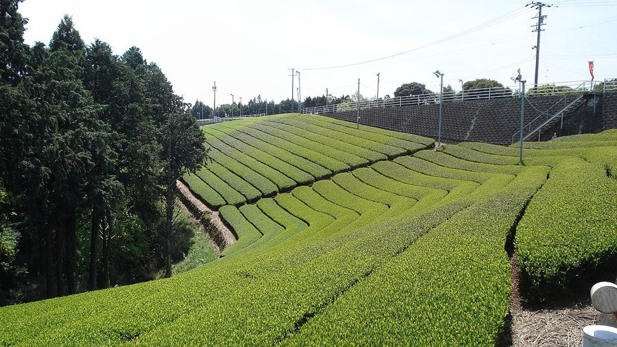 牧之原台地の茶畑