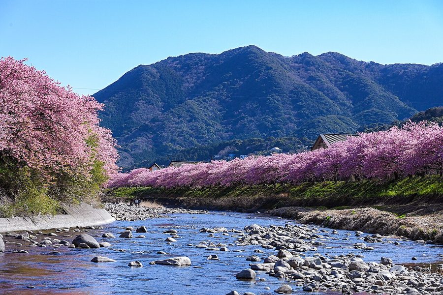 河津川沿いに咲く河津桜（カワヅザクラ）の並木