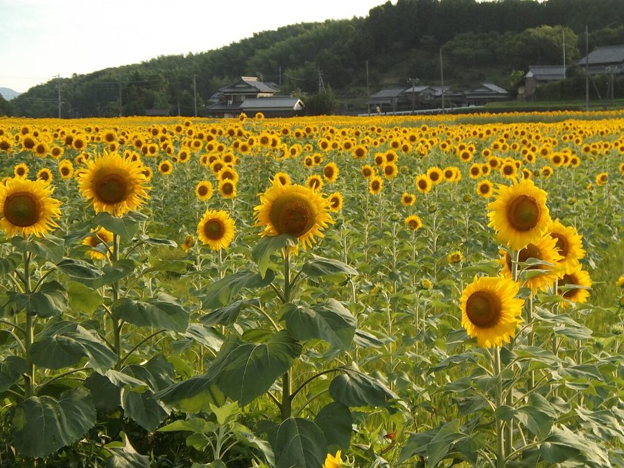 まんのう町帆山のひまわり畑