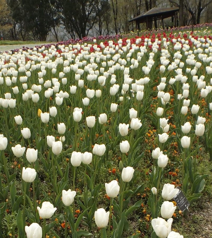 国営讃岐まんのう公園「花竜のみち」に咲くチューリップ畑