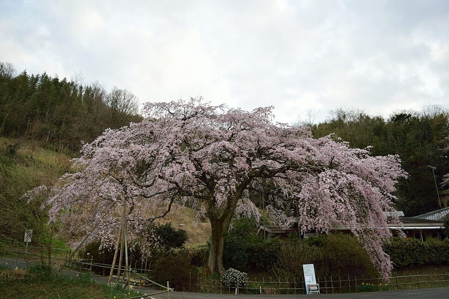 西分地区のしだれ桜