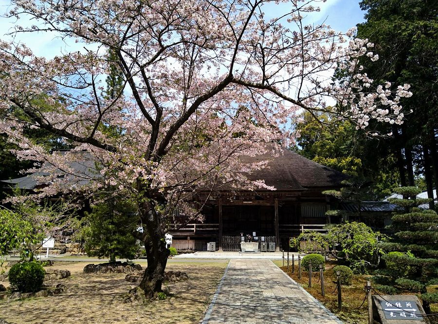 土佐国分寺の本堂と桜