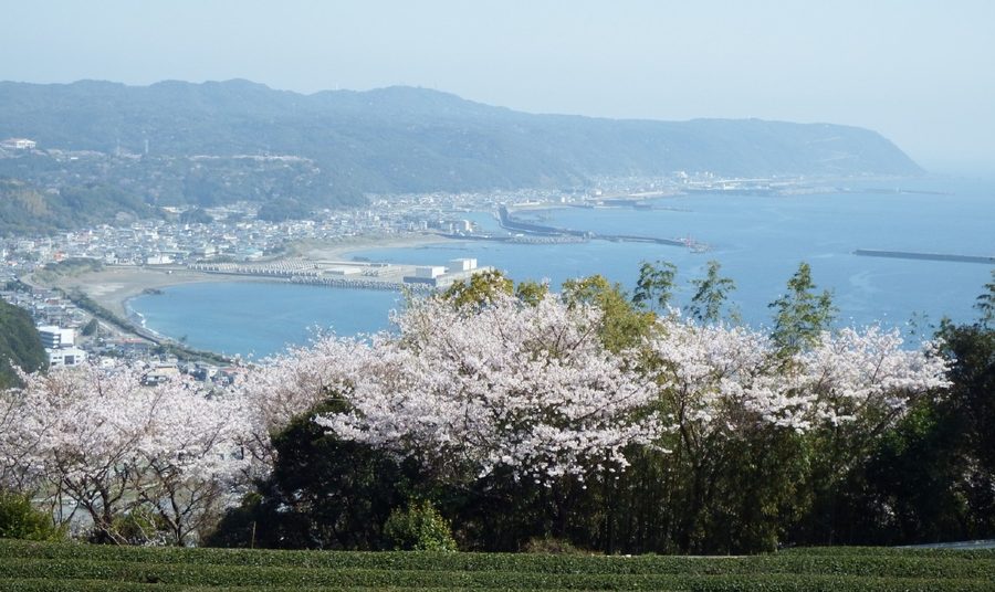 金剛頂寺本坊の桜