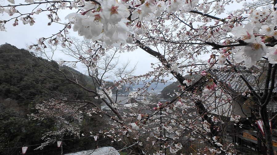 牧野公園の桜と、盆地に広がる佐川の町並み