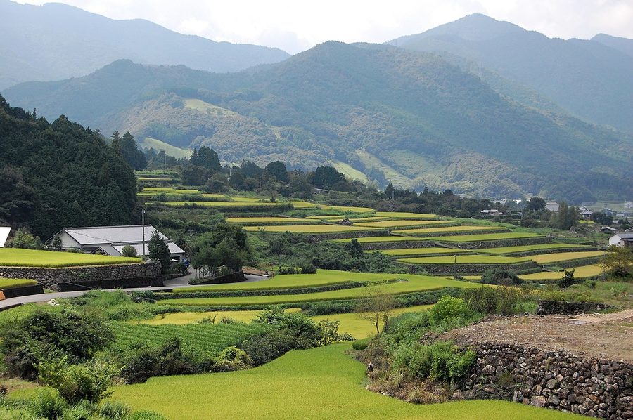 佐川町古畑の棚田