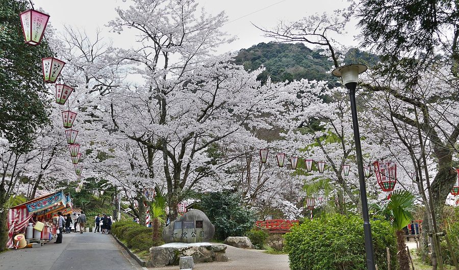 打吹公園の桜並木